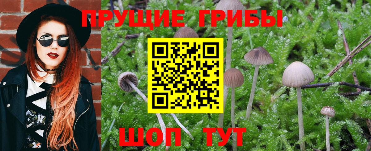 Тара  Галлюциногенные грибы GOLDEN TEACHER  магазин  наркотиков  Вход с VPN  Псилоцибиновые грибы Cubensis 